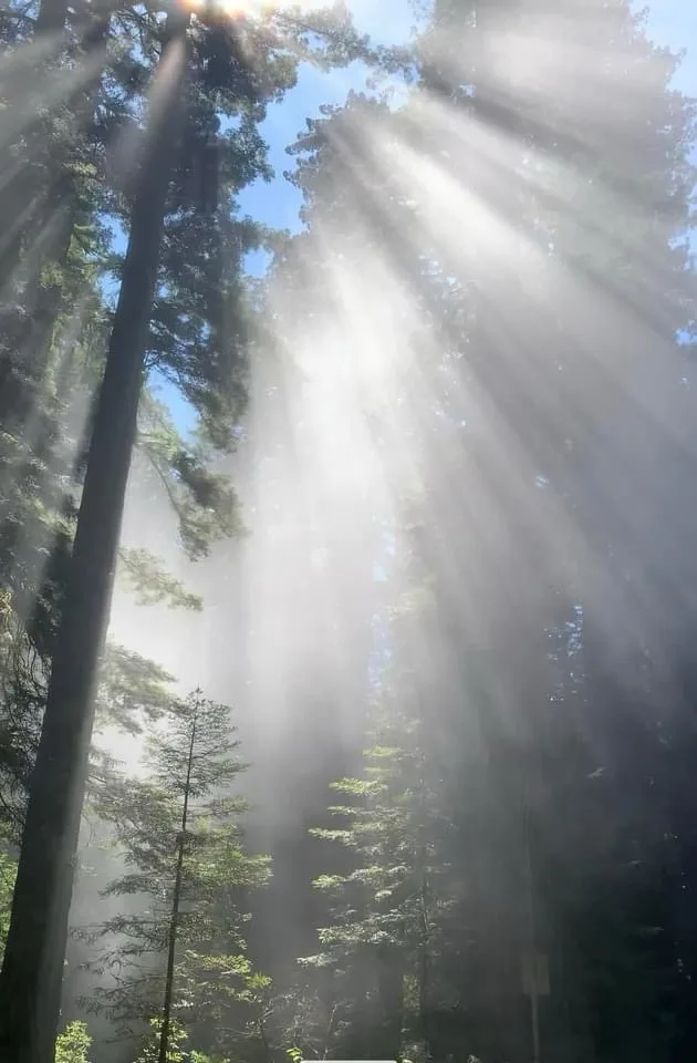 A photograph captures dramatic sunbeams piercing through a dense forest canopy, illuminating misty air between tall…