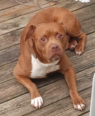 a brown pit bull-type dog with a white chest and paws lies on a weathered wooden deck, looking directly at the camera with a…