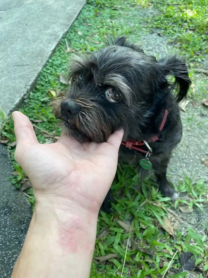A small black scruffy dog with wide, sad eyes is being gently held by a person's open palm. The dog wears a red collar with…