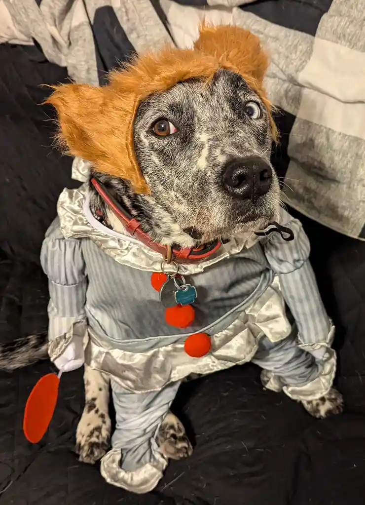 My Little Guy Rocking His It Costume!