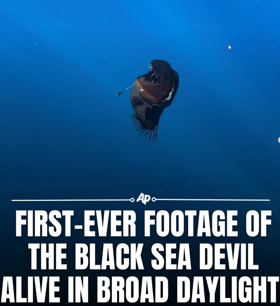 An underwater image shows a dark, deep-sea fish with a wide-open mouth full of sharp teeth, swimming in blue water. Overlaid…