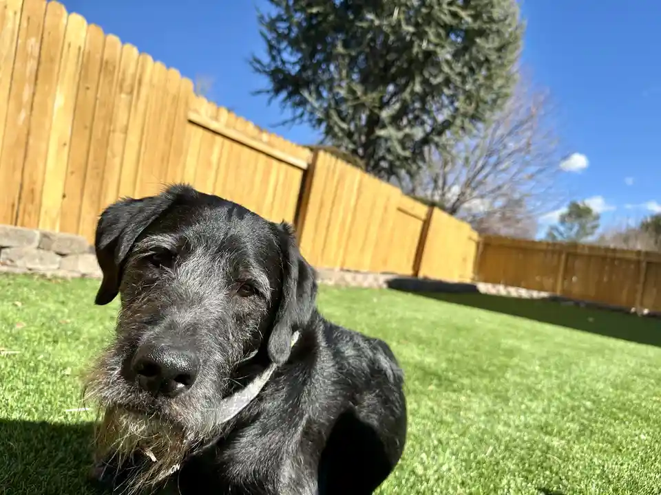 A black dog with gray muzzle hair sits on green grass in a backyard, looking directly at the camera with a tired expression…
