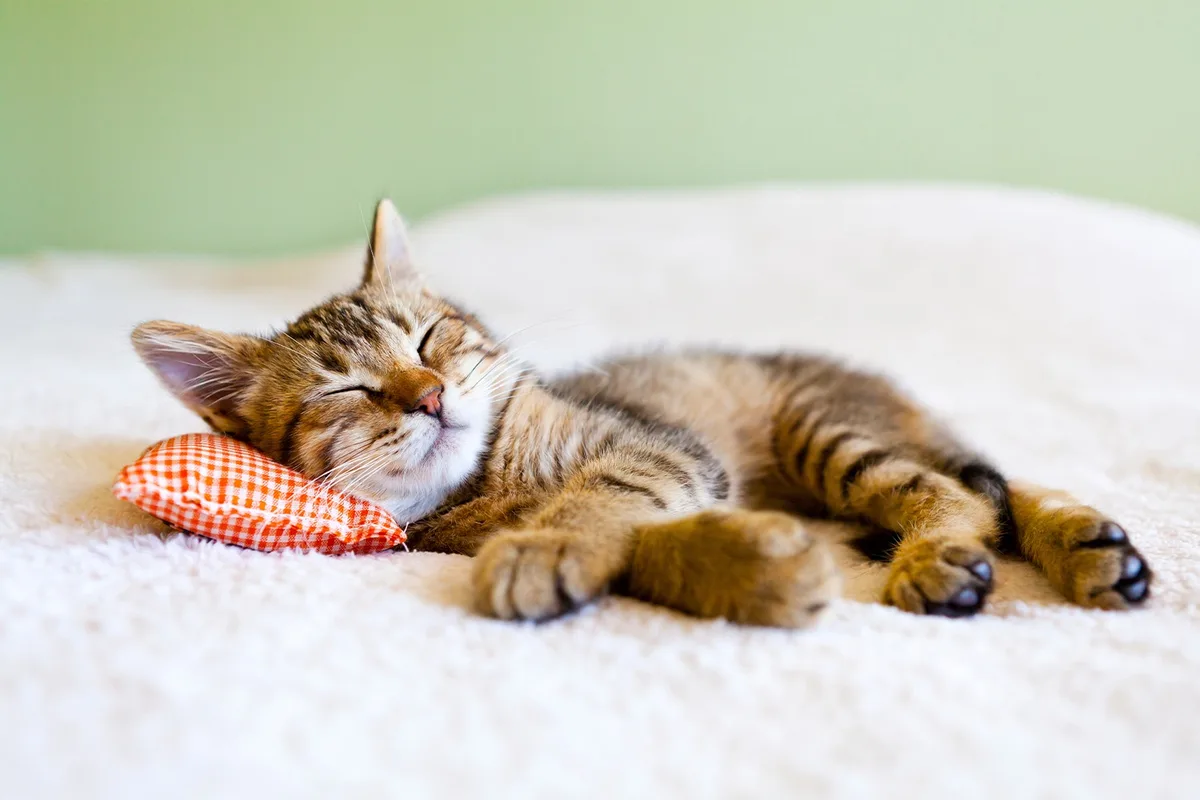 A tabby cat is sleeping soundly on a fluffy white surface, its head resting on a small red-and-white checkered pillow. The…