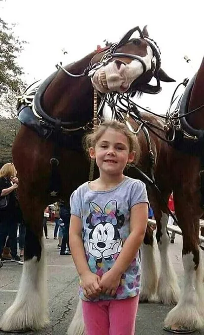 A young girl in a Minnie Mouse t-shirt stands smiling in front of two large draft horses. The horse directly behind her has…