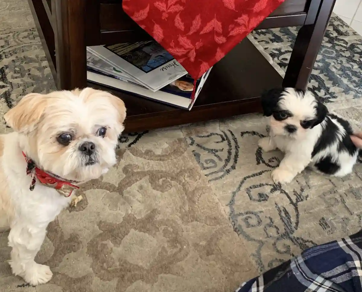 Welcoming a new family member