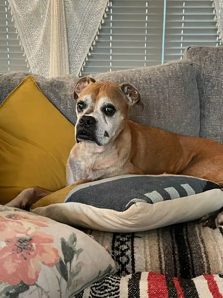 A brown and white dog with a sad, tired expression lies on a grey couch next to colorful pillows, looking directly at the…