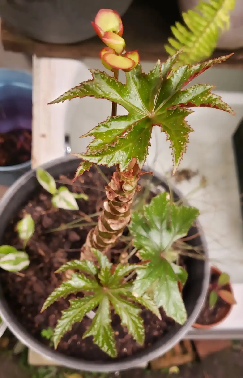 A close-up photo of a potted plant with green, serrated leaves and reddish edges, showing new growth at the top. The plant's…