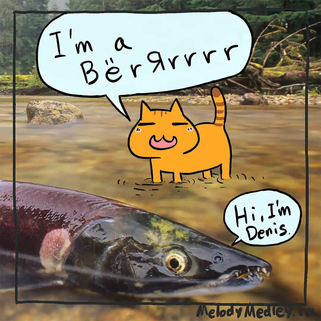 A cartoon orange cat stands in a shallow river, smugly declaring 'I'm a Bërgrrrr' in a speech bubble. In the foreground, a…