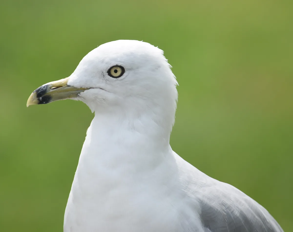 Gull's Got Other Plans: Not Interested in Acorns