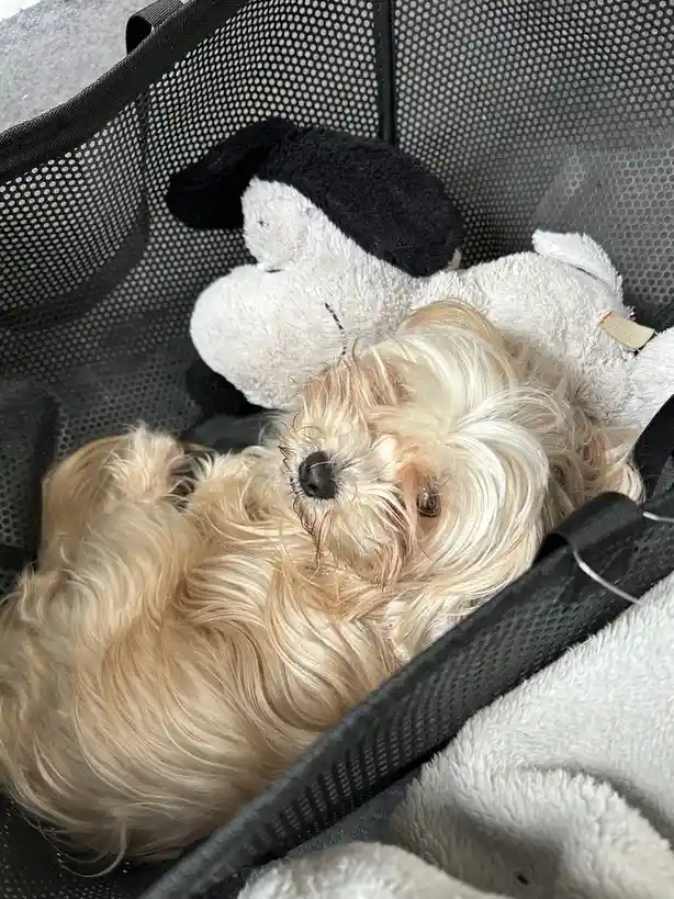 A small, fluffy, light-colored dog is curled up and sleeping soundly inside a black mesh pet carrier, nestled next to a…