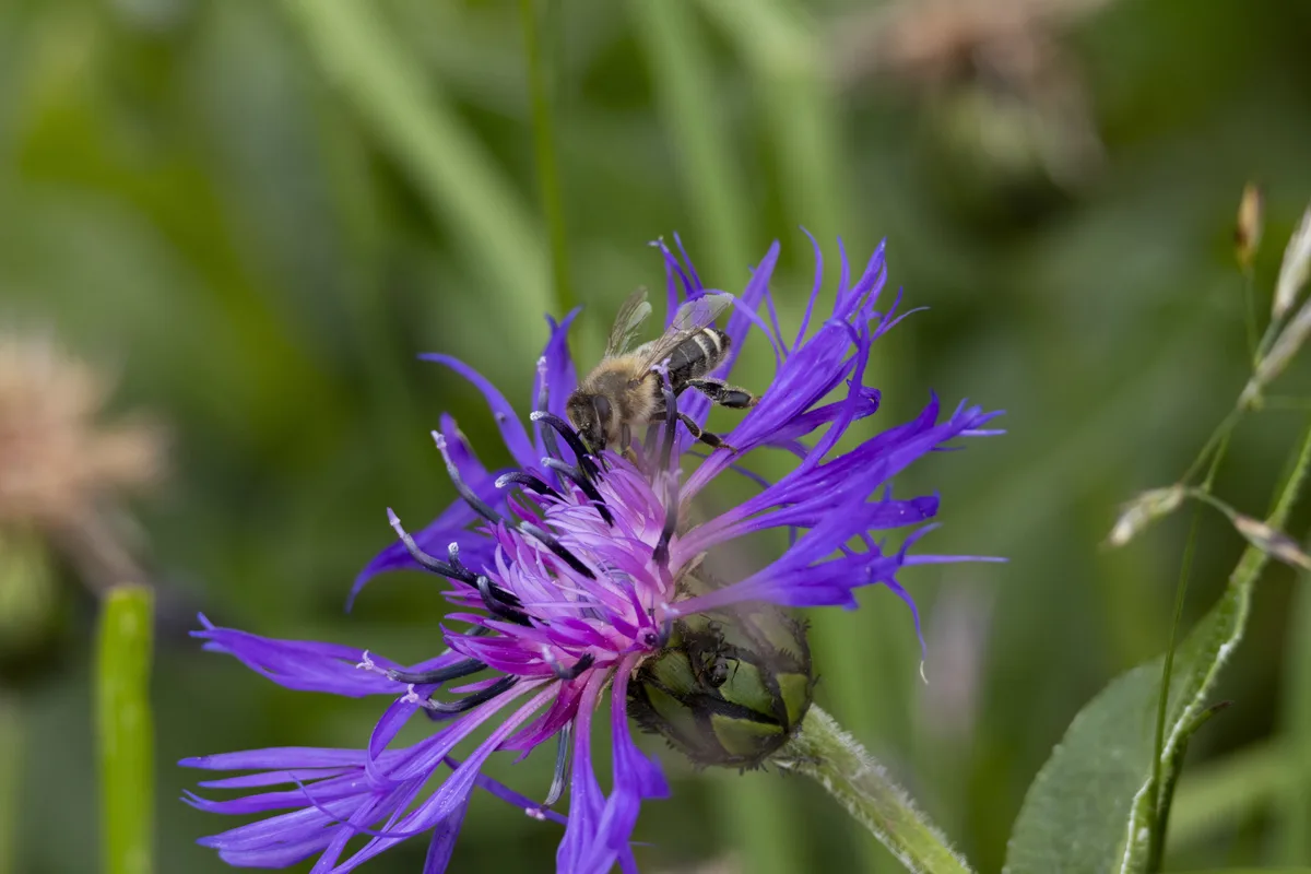 A close-up photo shows a honeybee on a purple flower with spiky petals, while a small ant is visible on the flower's base…