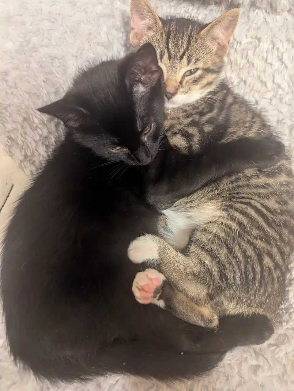 Two kittens, one black and one tabby, are curled up together on a fluffy gray blanket. The tabby kitten has its front paws…