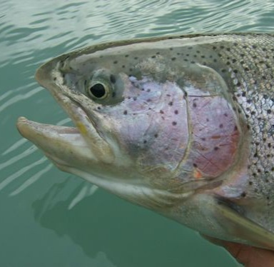 A close-up photo of a rainbow trout's head, held just above the water, showing its open mouth and spotted scales. The fish…