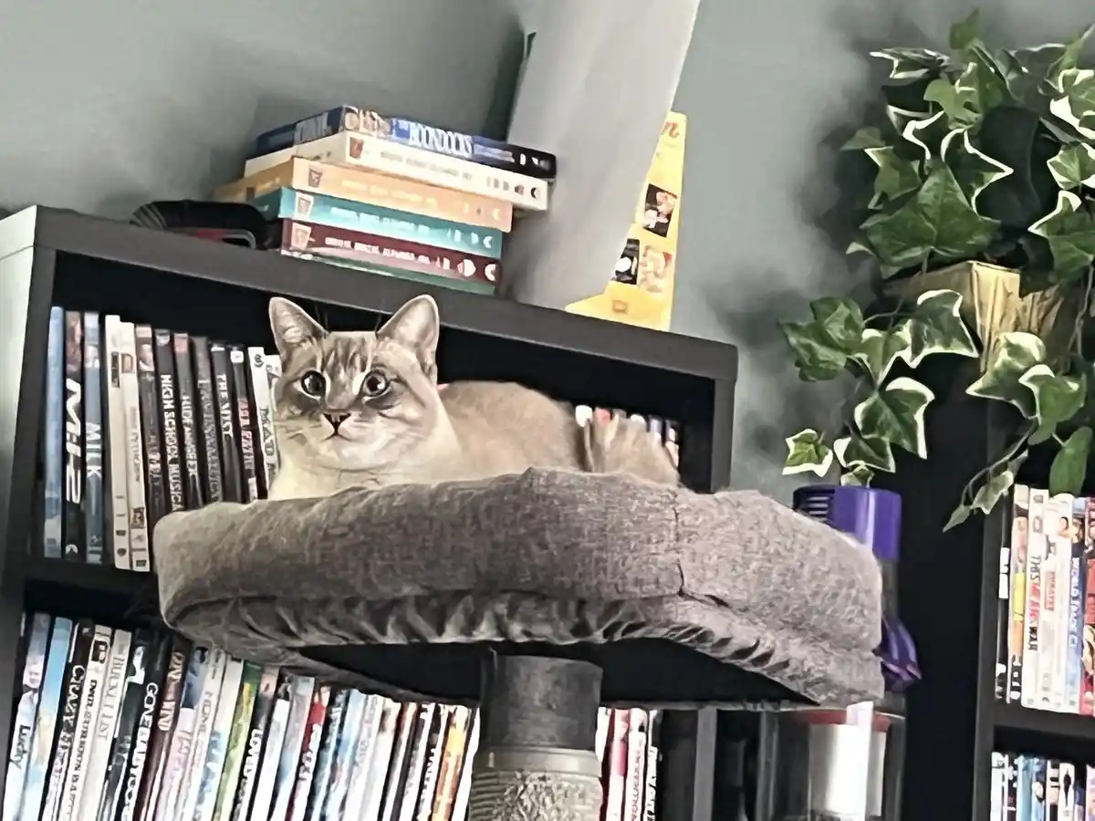 A light-colored cat with large, expressive eyes is lounging on a gray, cushioned cat tree perch that sits atop a black…