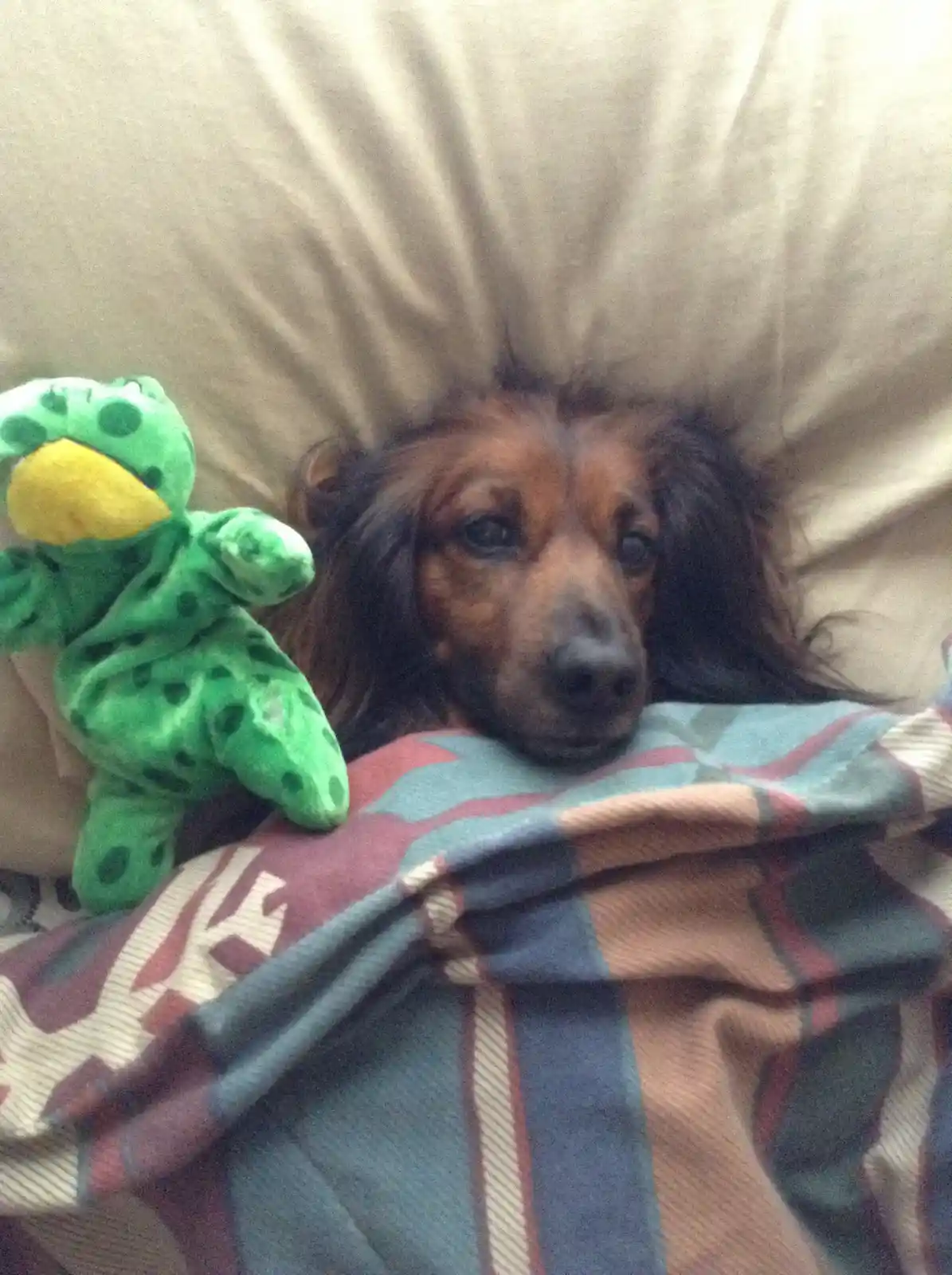 Remembering my best friend Caesar on this one-year anniversary