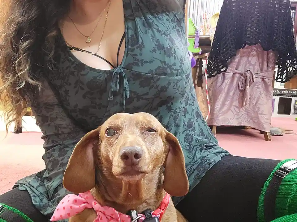 A brown dachshund with droopy eyes and a pink heart-patterned bowtie sits in front of a person wearing a teal floral top…