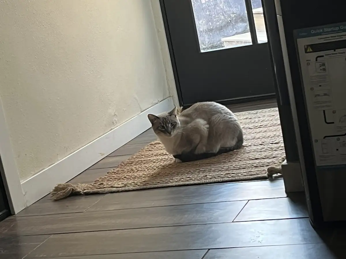 Daily Dose of Ivy: Cat Chronicles Day 292