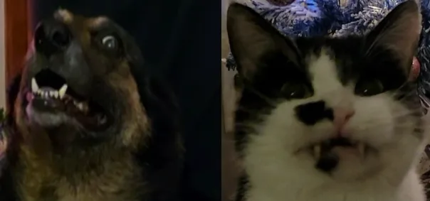 Wishing you happy holidays from the adorable pets of Some Imgurians!