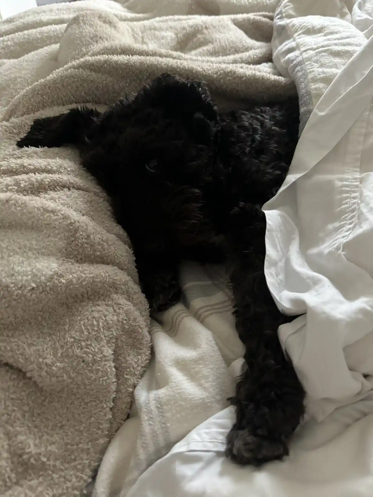 Your Daily Dose of Olive News