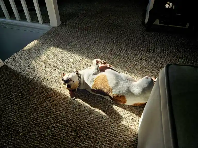 A small white and tan dog lies on its back on a carpeted floor, basking in a patch of sunlight streaming into the room. The…