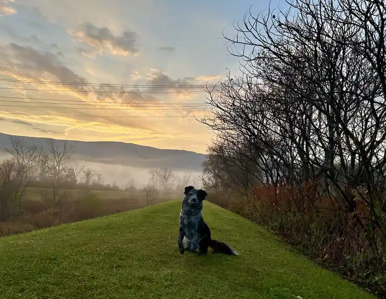 A blue merle dog sits on a grassy hillside at sunrise, with misty mountains and bare trees in the background. The dog looks…