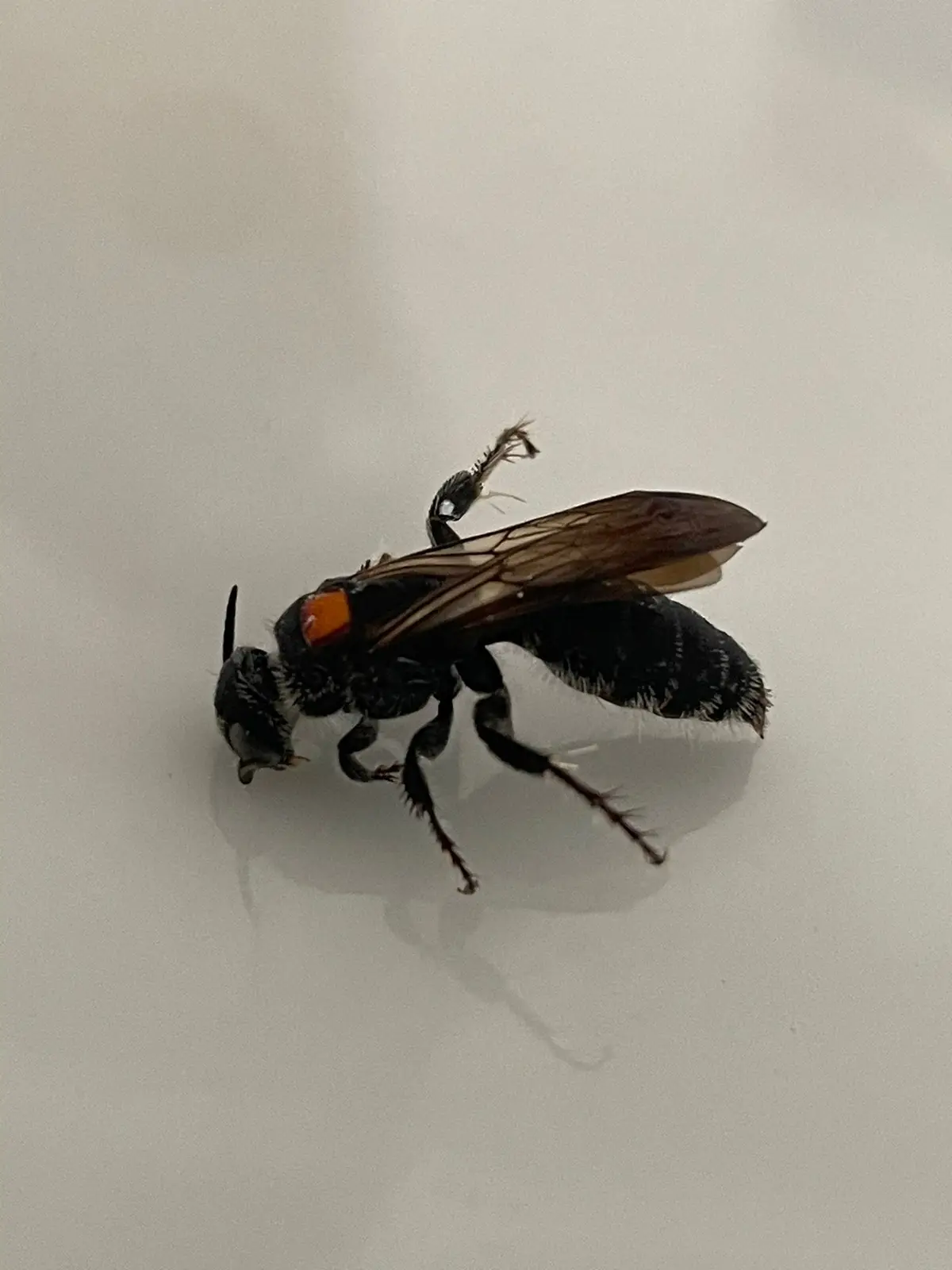 Seeking Identification for Caribbean Wasp