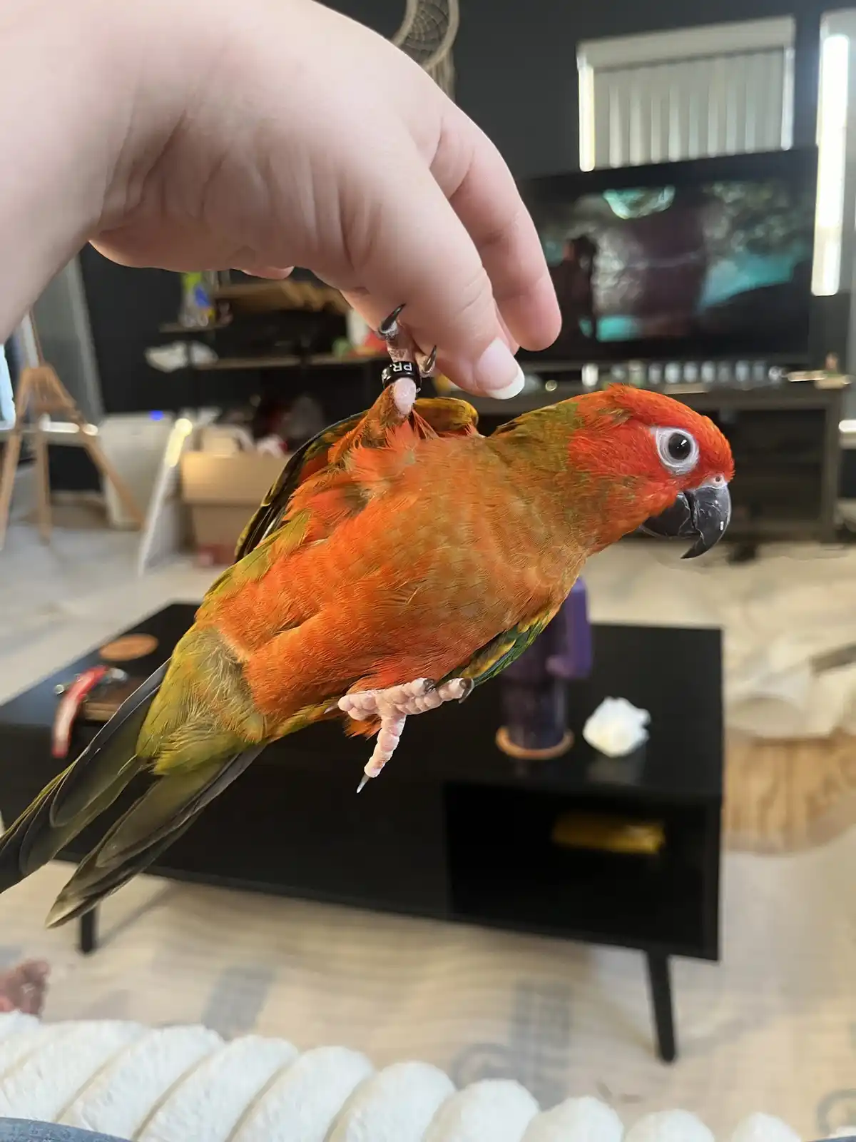 A small orange and green parrot with a black ring on its foot is perched on a person's finger, looking directly at the…