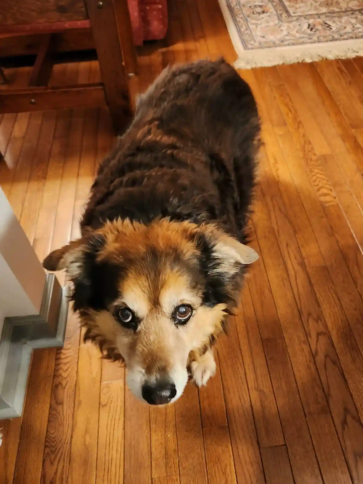 A fluffy brown and tan dog with large, pleading eyes looks up at the camera from a wooden floor, its paw slightly raised as…