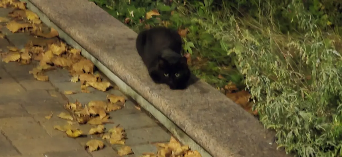 Adorable Little Void of Cuteness