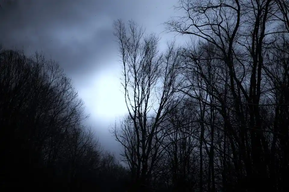 A dark, moody photograph shows bare tree silhouettes against a gloomy, overcast sky with a bright, diffused light source in…