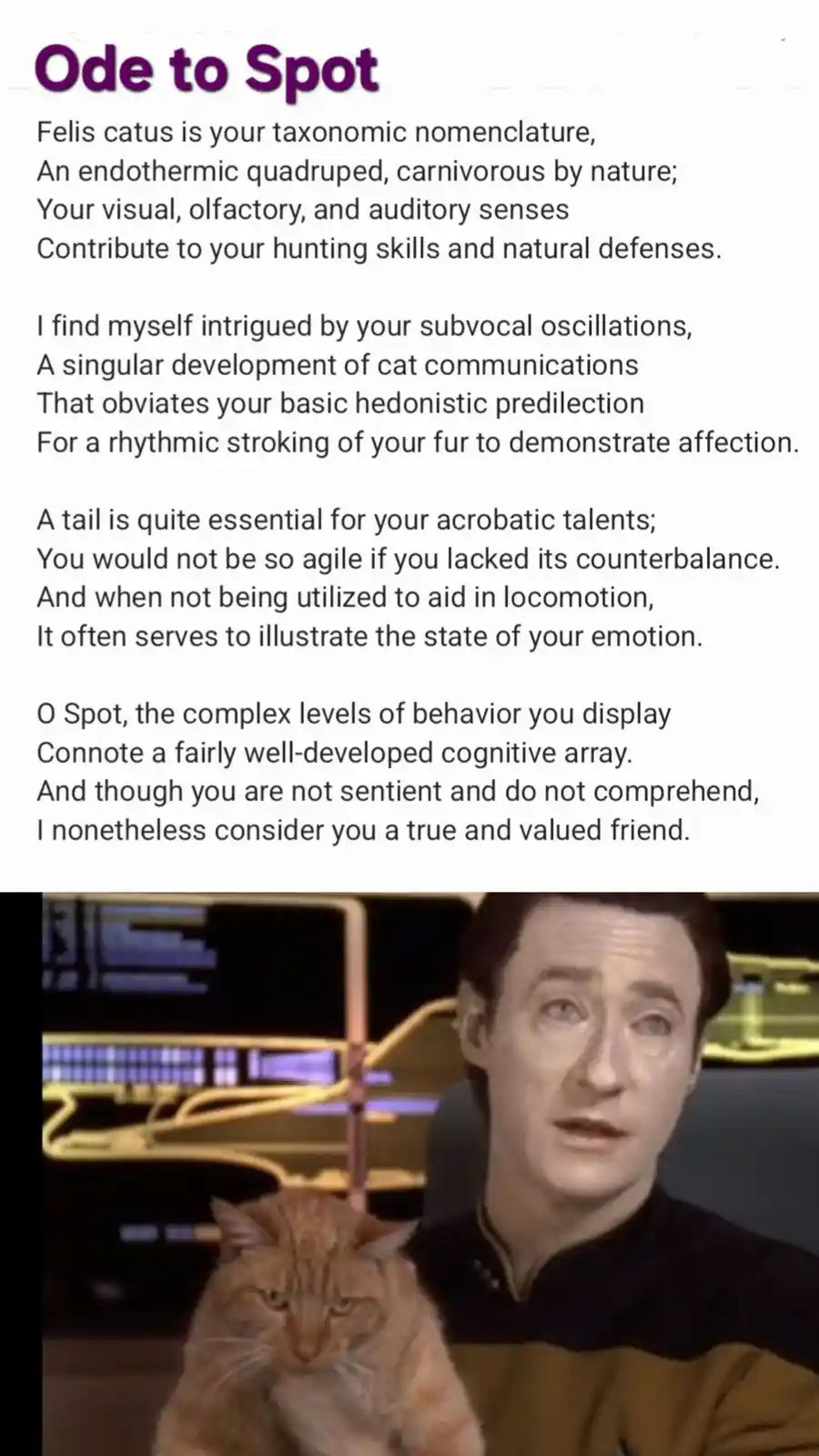 A heartfelt tribute to the greatest cat in the Alpha quadrant.