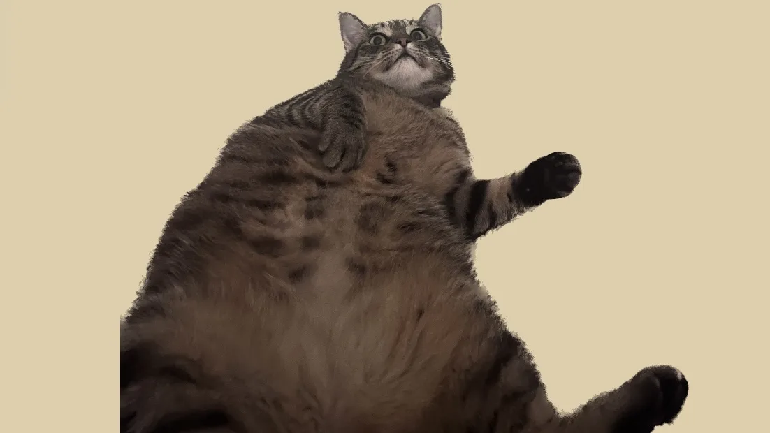 a large, fluffy tabby cat is lying on its back with its belly exposed, looking upward with wide eyes and one paw raised. The…