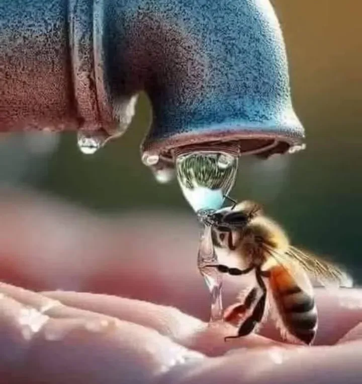 A close-up photo shows a honeybee drinking water from a single droplet falling from a rusty metal faucet, with a human hand…