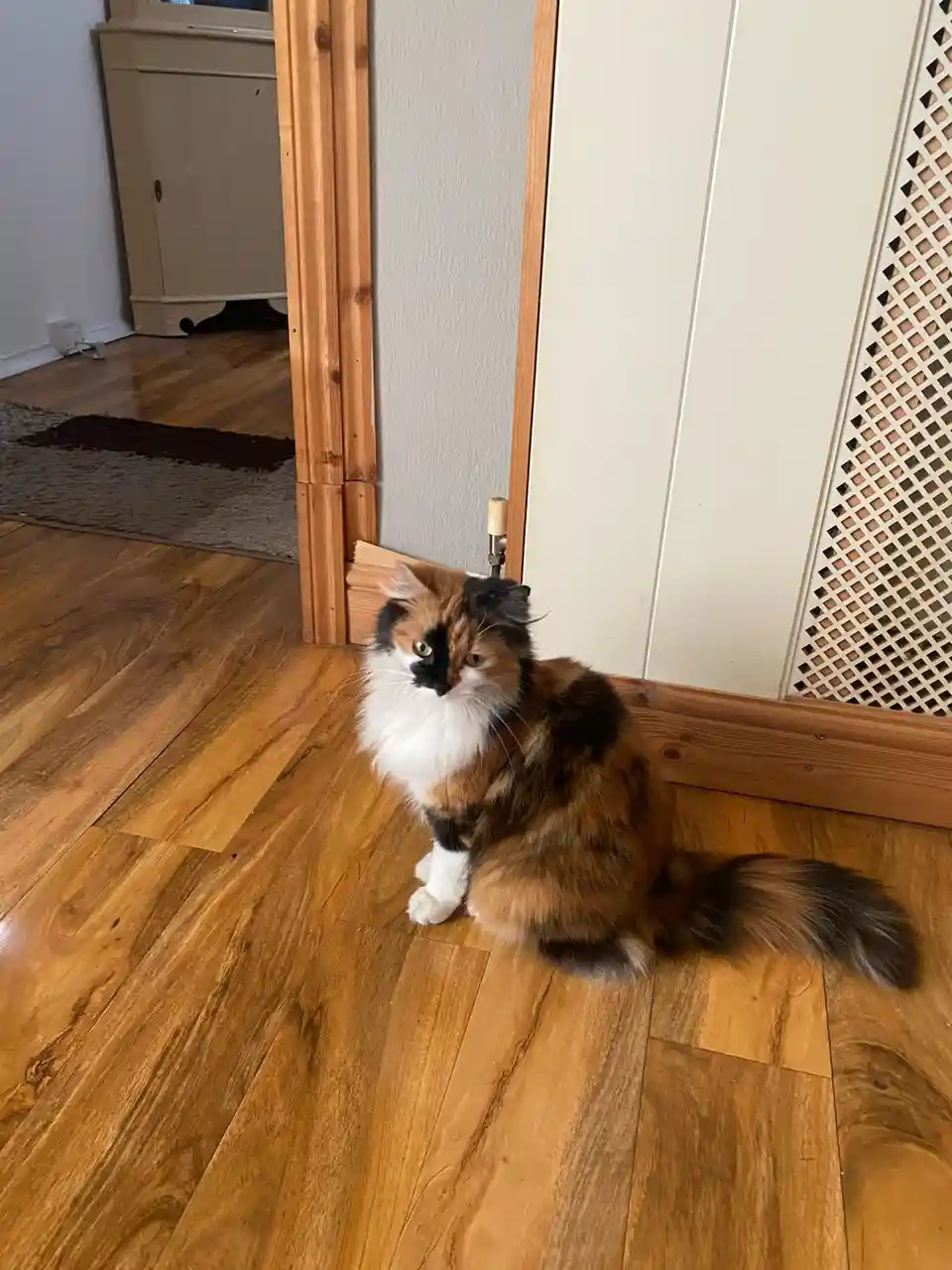 A fluffy calico cat with white, orange, and black fur sits on a wooden floor near a doorway, looking off to the side with a…