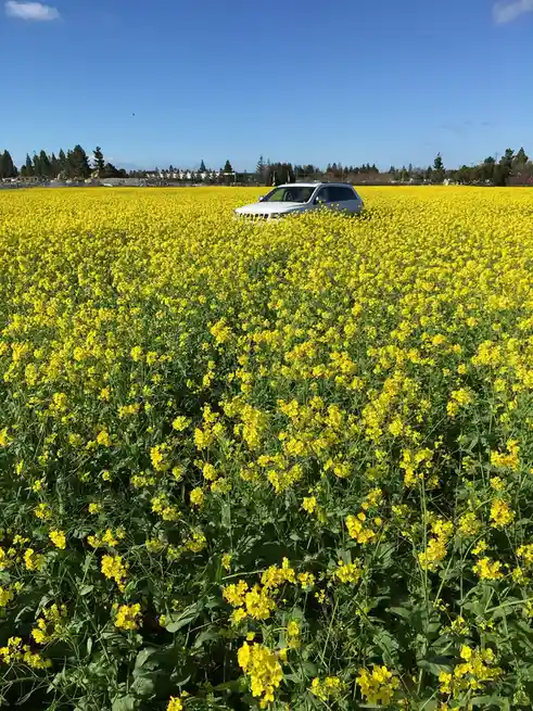 A white SUV is parked in the middle of a vast field of bright yellow flowers under a clear blue sky. The vehicle is…