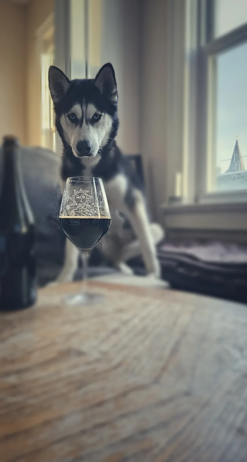 A black and white husky dog sits behind a wine glass filled with red wine on a wooden table, looking directly at the camera…