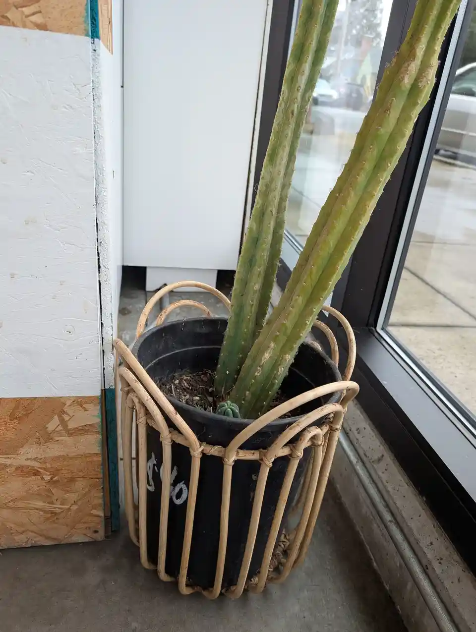 A tall, green cactus with multiple upright stems sits in a black pot wrapped in a light-colored wicker basket, placed on a…