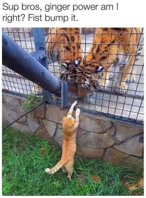 An orange tabby cat stands on its hind legs, reaching up to fist bump through a wire fence with two large tigers on the…