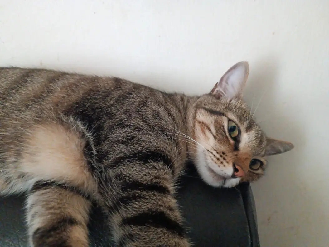 Just a cute cat being adorable.