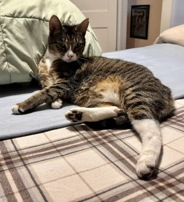 A tabby cat with white paws and chest lounges on a bed, one paw extended forward, looking directly at the camera with a…