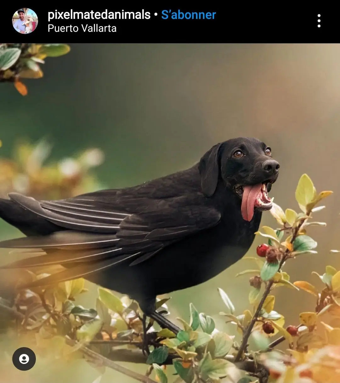 A digitally altered image shows a black dog with a bird's body perched on a branch with leaves and red berries, its tongue…