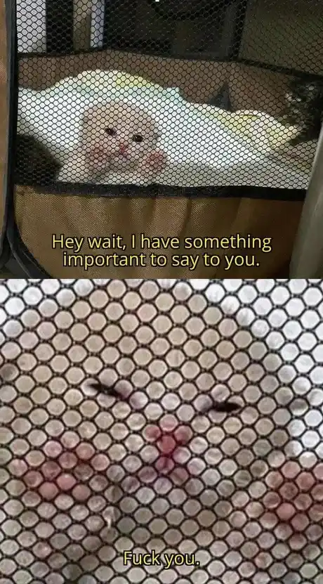 Bro, This is Urgent: You Need to See This Right Now!