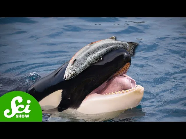 a close-up photograph shows an orca with its mouth open, a salmon balanced perfectly on its nose above the water. The image…