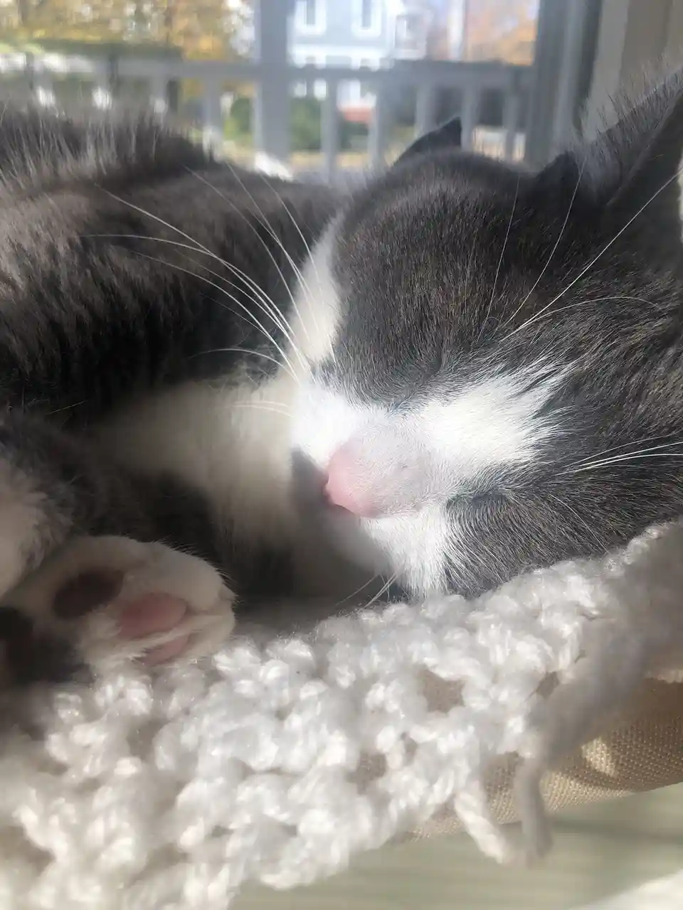 Pigeon the cat: The ultimate master of coziness