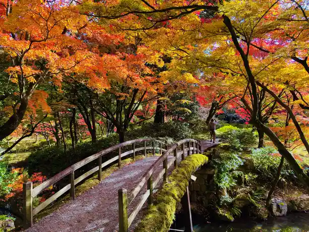 A person walks away on a wooden bridge in a vibrant autumn garden, surrounded by trees with fiery red, orange, and yellow…