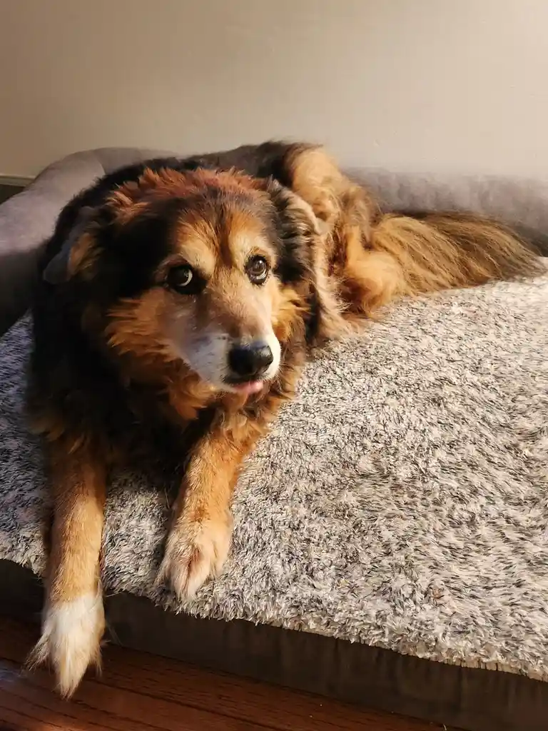 A fluffy brown and black dog with a white muzzle lies on a grey textured dog bed, looking directly at the camera with a…