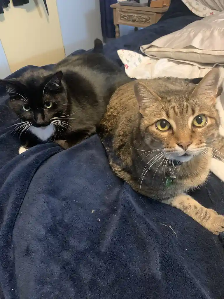 Two cats are lying on a dark blue blanket on a bed. The cat on the right, a tabby with green eyes and a collar, stares…