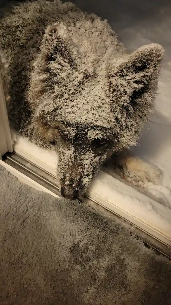 A dog with snow covering its head and fur is pressed against a glass door, looking inside. The dog's eyes are visible…