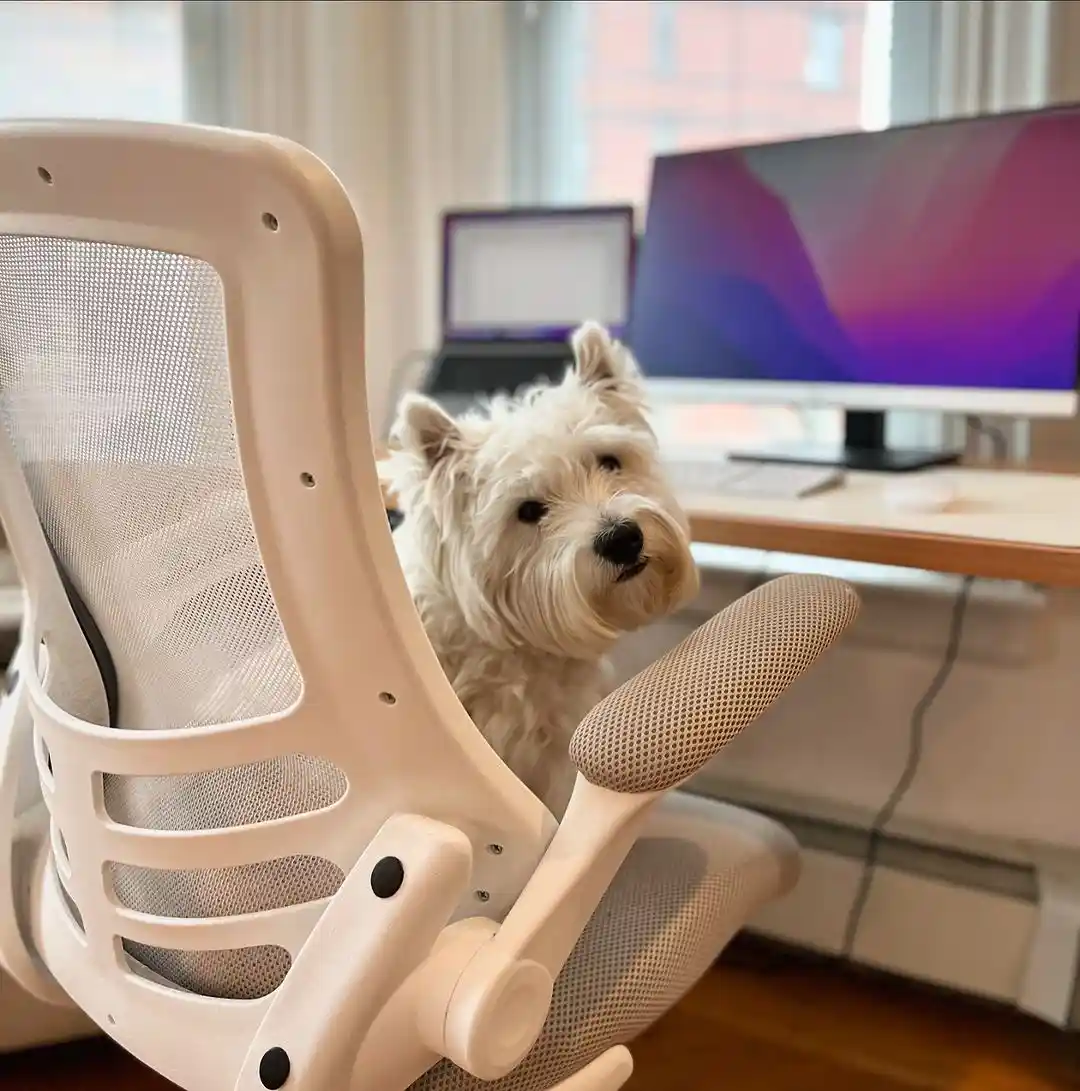 A small white West Highland Terrier sits in a beige ergonomic office chair, looking directly at the camera with a slightly…