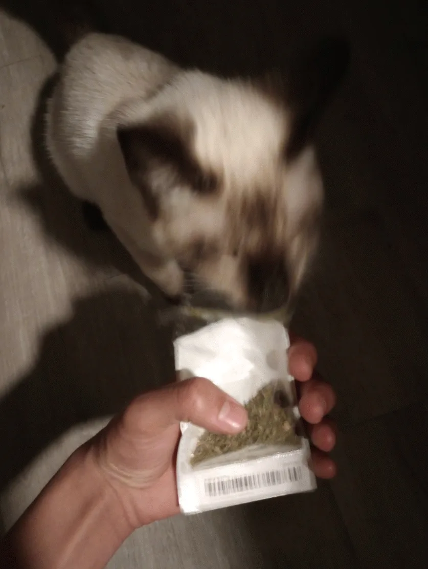 A grid of six photos shows a Siamese cat sniffing and licking a small white packet held by a human hand. The cat's head is…